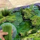 KSM Scenery Field Grass Green
