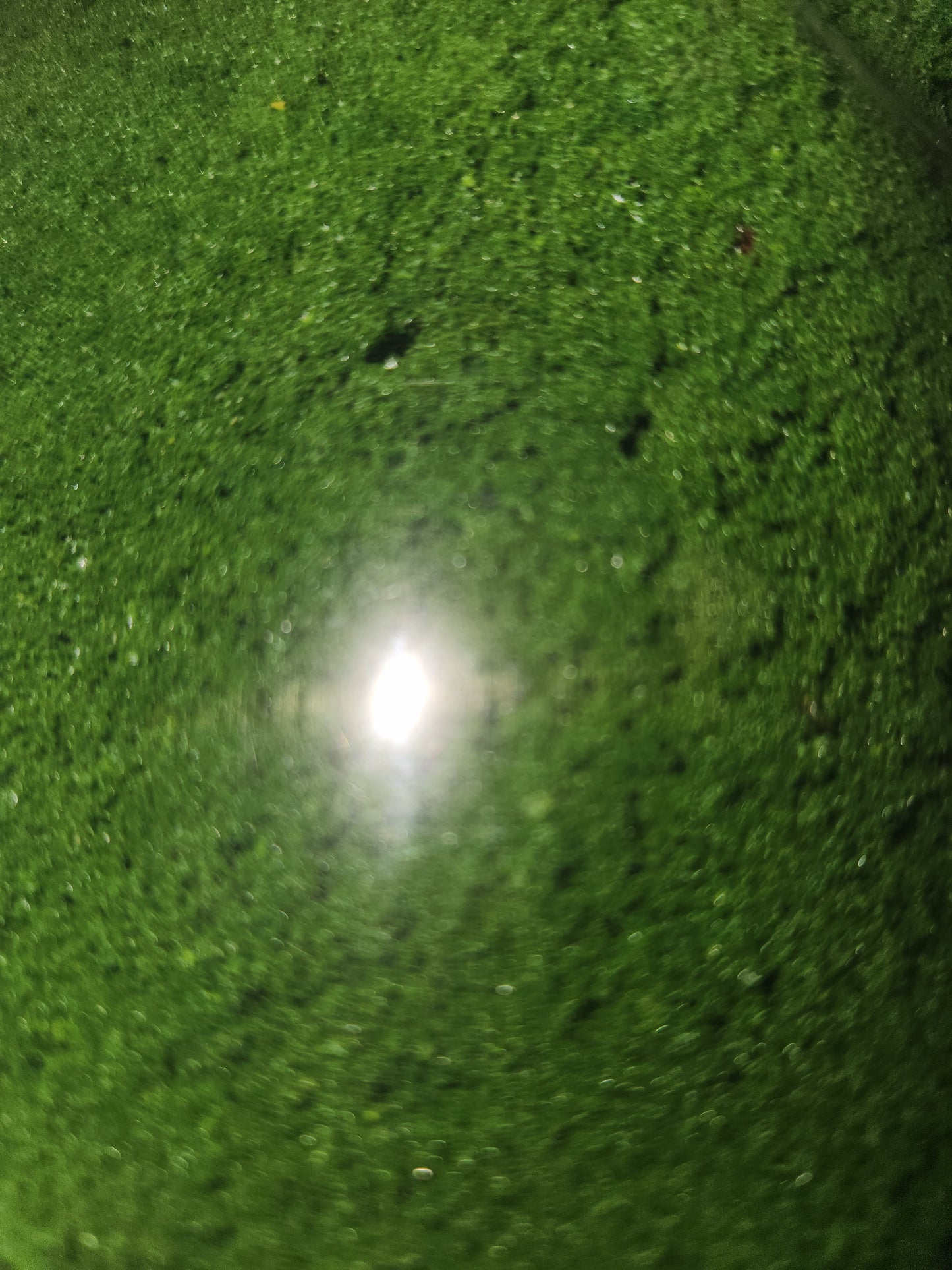 Ground Up Foliage Medium Green 50gms