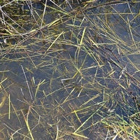 AK Interactive Dioramas STILL WATER 250ml (Acrylic) AK8008