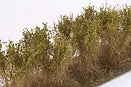 Martin Welberg Bushes Type C Olive Green